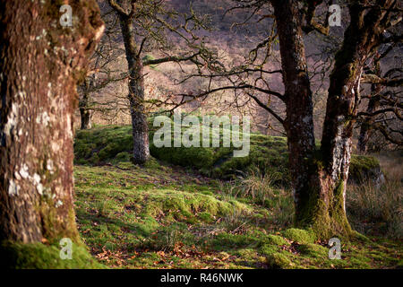 Natural deciduous woodland in autumn. The leaves have fallen from the trees and a thick carpet of moss covers the ground. Stock Photo