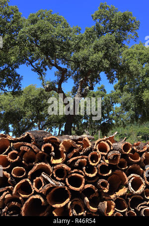 Portugal, Alentejo Region near Evora - Cork oak trees - Quercus suber, with newly stripped cork bark drying in the sunshine. Stock Photo