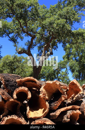 Portugal, Alentejo Region near Evora - Cork oak trees - Quercus suber, with newly stripped cork bark drying in the sunshine. Stock Photo