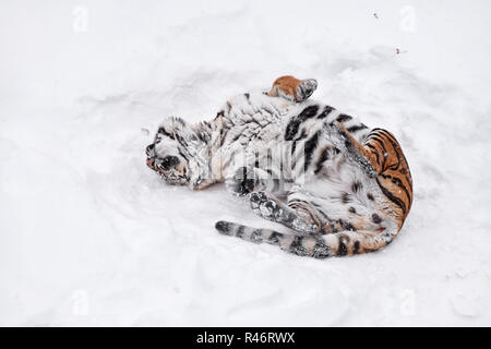 One young female Amur (Siberian) tiger playing and rolling in fresh white snow sunny winter day, full length high angle view Stock Photo