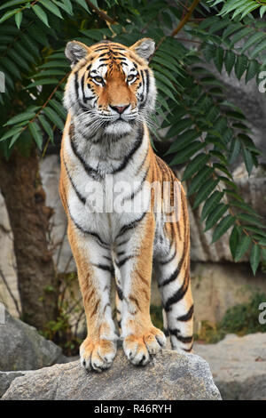Close up full length front portrait of one young Siberian tiger (Amur tiger, Panthera tigris altaica) standing on the rock and looking at camera, low  Stock Photo