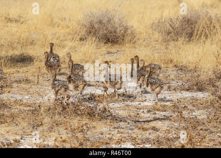 Family of Ostrich chickens Stock Photo