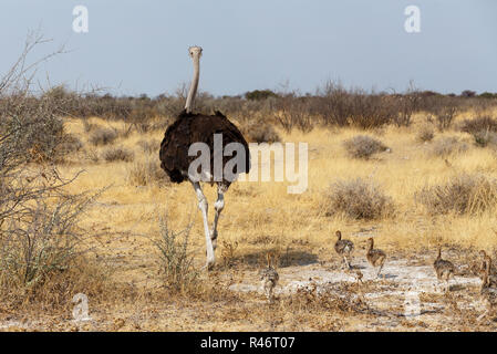 Family of Ostrich with chickens, Namibia Stock Photo