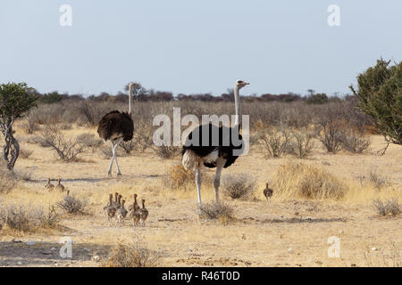 Family of Ostrich with chickens, Namibia Stock Photo