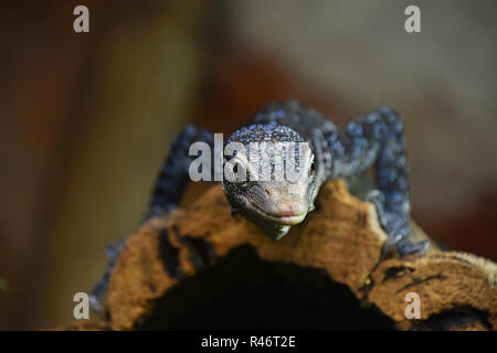 Close up front portrait of blue spotted tree monitor (Varanus macraei) resting on tree trunk and looking at camera, low angle view Stock Photo