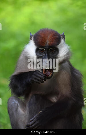 Close up front portrait of white collared mangabey (Cercocebus torquatus, red capped mangabey) looking at camera and eating, low angle view Stock Photo
