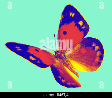 Dark Clouded Yellow (Colias croceus) in flight isolated on a white background Stock Photo