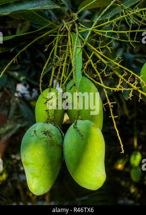 Mango fruit bunch on the tree, Gili Air, Indonesia Stock Photo