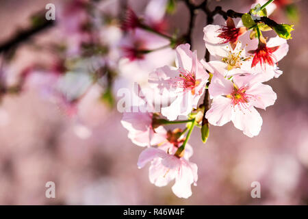 Beautiful Sakura Garden in Taipei, Taiwan Stock Photo