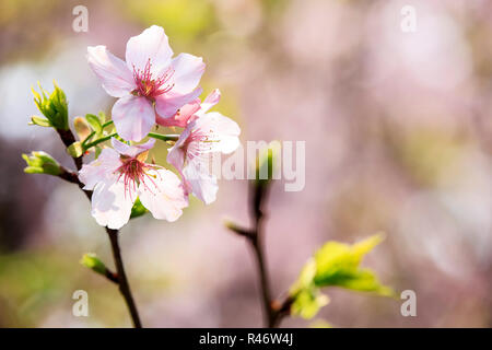 Beautiful Sakura Garden in Taipei, Taiwan Stock Photo