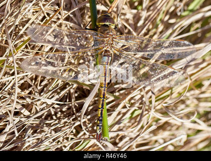 Vagrant Emperor dragonfly (Anax ephippiger), Croft Pascoe Pool, Cornwall, England, UK. Stock Photo