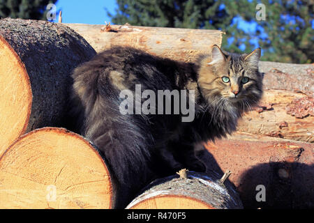 a young norwegian forest cat on tree trunks in the sun Stock Photo