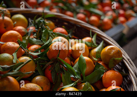 Mandarins for sale at the market in a wicker basket Stock Photo
