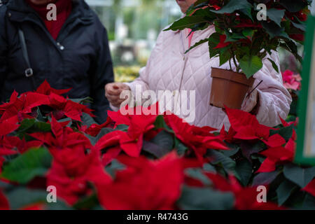 Beautiful woman buying Poinsettia flowers at flower shop. Stock Photo