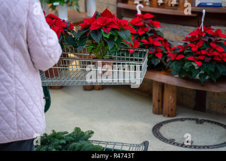 Beautiful woman buying Poinsettia flowers at flower shop. Stock Photo