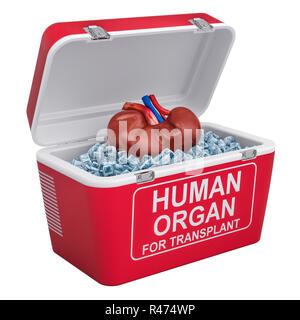 Human kidney inside portable fridge for transporting donor organs, 3D rendering isolated on white background Stock Photo