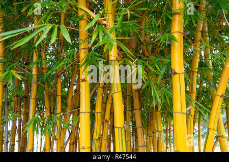 Close up of bamboo trees in garden. Selective focus. Stock Photo