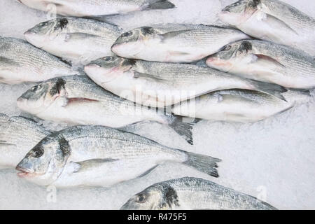 A lot of fish the Gilthead lies on ice on a counter in shop Stock Photo