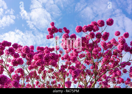 Beautiful bottom view of pink 'Ipe' tree on sunny day with blue sky in the background. Stock Photo