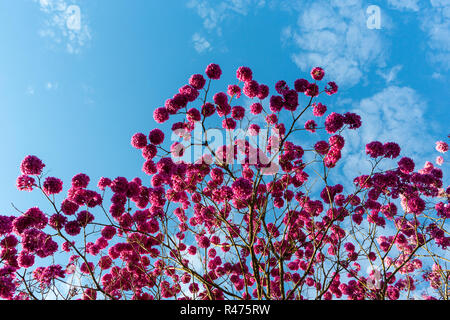 Beautiful bottom view of pink 'Ipe' tree on sunny day with blue sky in the background. Stock Photo