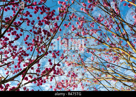 Beautiful bottom view of pink 'Ipe' tree on sunny day with blue sky in the background. Stock Photo