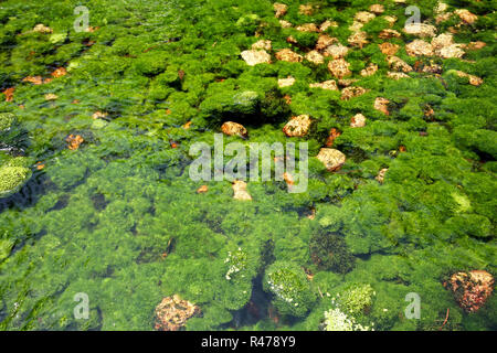 algae plant on the surface of the riverbed Stock Photo