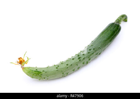 Small cucumber with flower on white background Stock Photo