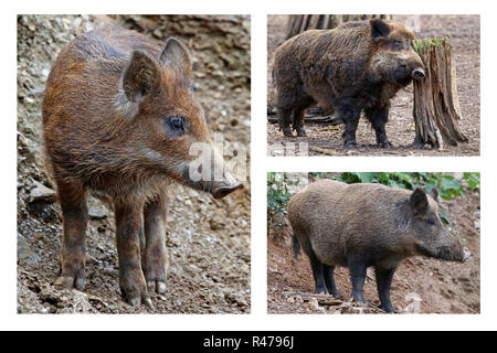 wild boars - boar boar bache Stock Photo
