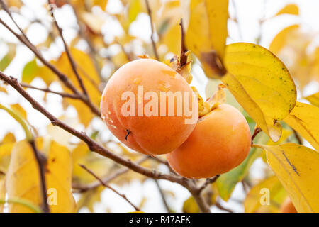 Kaki tree with kaki fruits ready to be harvested. Persimmon tree and fruits in autumn. Diospyros kaki Stock Photo