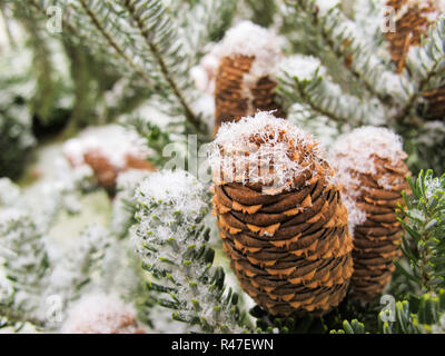 Picturesque branch of fir with cones covered with white snow Stock Photo