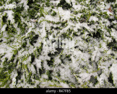 The texture of many covered snow branches of green coniferous tree in daylight Stock Photo