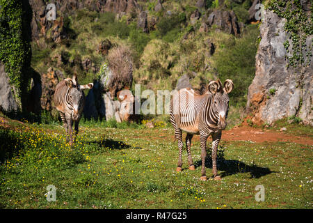 the grevy's zebra (equus grevyi),sometimes known as the imperial zebra,is the largest species of zebra. it is found in the masai mara reserve in kenya africa Stock Photo