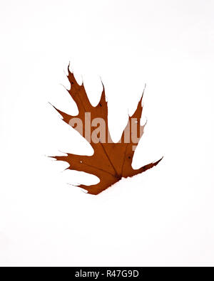 A single northern pin oak (Quercus ellipsoidalis) leaf in the snow. Stock Photo