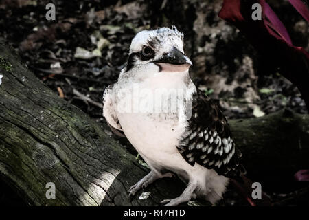 Kookaburra on a Tree Stock Photo