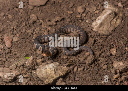 Midland Watersnake (Nerodia sipedon pleuralis) from Union County, Illinois, USA. Stock Photo