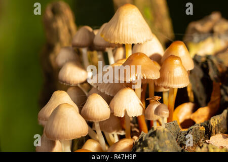 Macro colour photograph of a clump of Oak-stump mushrooms within old tree stump in landscape orientation with brown fly. Stock Photo