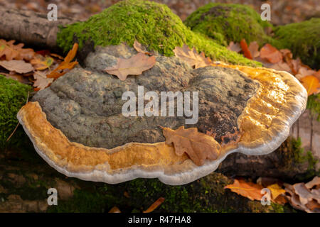 Landscape colour photograph of large Birch polypore bracket on fallen tree from top illuminted from right side. Stock Photo