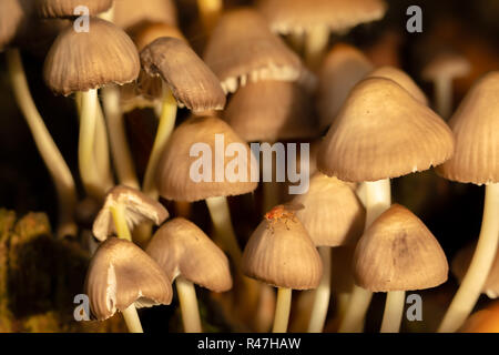 Macro colour photograph of a clump of Oak-stump mushrooms within old tree stump in landscape orientation with brown fly. Stock Photo