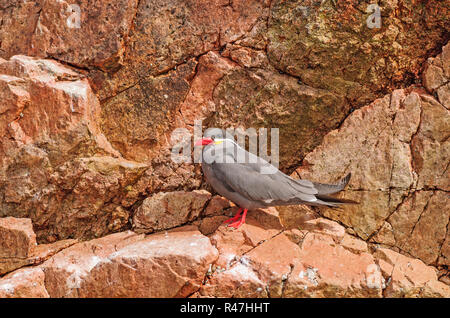 An Inca Tern on a Rocky Island Stock Photo