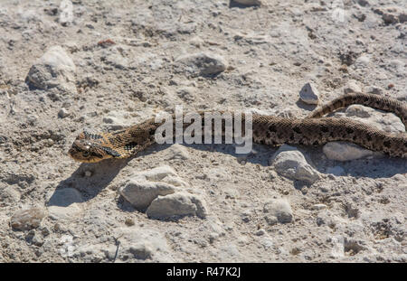 Eastern Hog-nosed Snake (Heterodon platirhinos) from Ellis County, Kansas, USA. Stock Photo