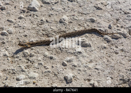 Eastern Hog-nosed Snake (Heterodon platirhinos) from Ellis County, Kansas, USA. Stock Photo