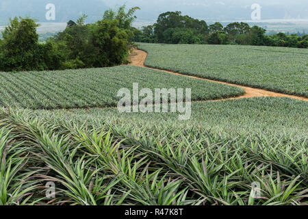 Pineapple in a garden Farms in TaiTung, TaiWan Stock Photo