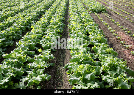 Radishes plant growing in a farm field Stock Photo