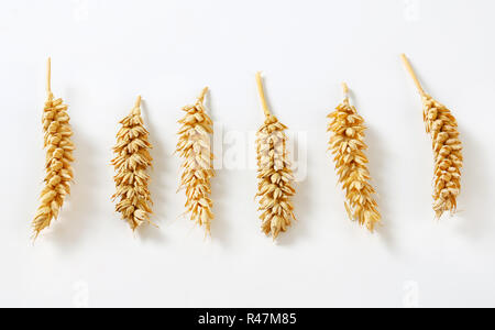 Six wheat ears Stock Photo