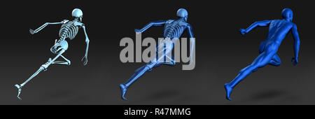 Human Anatomy with Visible Skeleton and Muscles Stock Photo