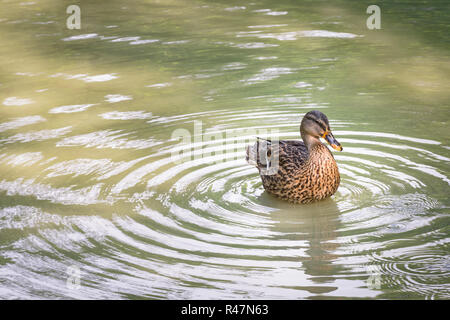 duck in lake Stock Photo