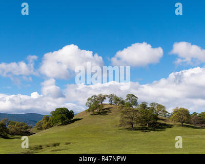 Spring oak trees in the Northern California foothills Stock Photo