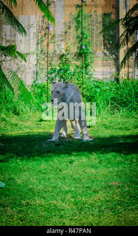 White lion Standing in grass Stock Photo