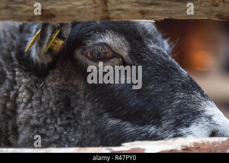 a sheep watching curiously through the fence the buzz Stock Photo