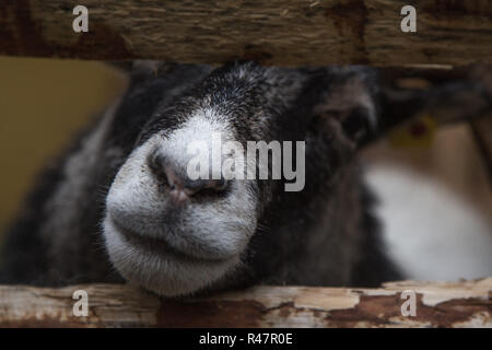 a sheep watched through the fence the goings Stock Photo